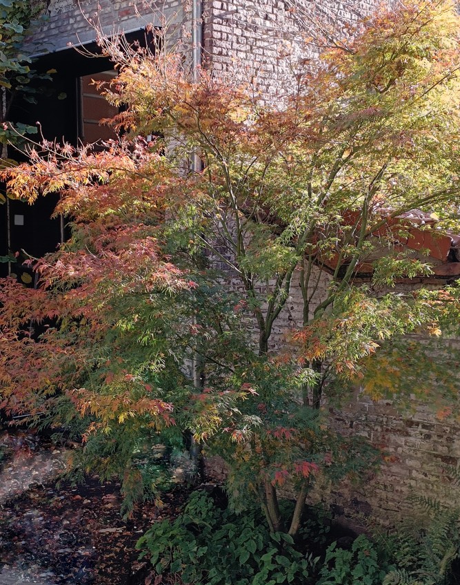 acer, palmatum, herfstverkleuring, stadstuin, Gent